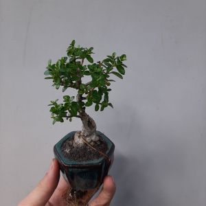 Cây sam hương indo siêu mini thuần chậu Bát Tràng