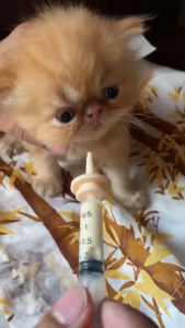 Pet Miracle Feeding Syringe with Silicone Nipple for Newborn Kittens Puppies Rabbits & Small Pets