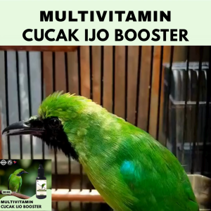 Vitamin Burung Gacor 30 ml Untuk Cucak Ijo Vitamin Penggacor Burung Rekomendasi Burung Kicau