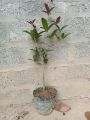 Cây Mộc Hương Ta Hoa Vàng Mini cao 40-70cm. 