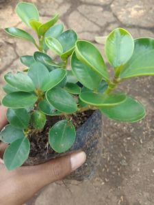 Bonsai Dolar Mangkok Micro UK Sedang Murah