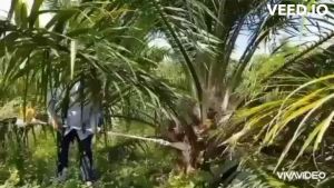 เครื่องมือตัดกิ่งก้านปาล์มน้ำมัน มาพร้อมหัวเปลี่ยนทั้งเสียม เคียว ใบเลื่อย พร้อมชุดต่อความยาว มีความยาวรวมคน 4.80 ม. มีอนุสิทธิบัตร