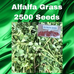 Alfalfa 2500 Seeds Forage Grass Seeds