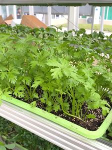 (1500 SEEDS) CELERY SEEDS/VENTURA VARIETY/FOR PLANTING/HIGH YIELDING