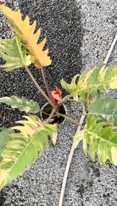 Philodendron caramel marble variegatedด่างเหลืองด่างแล้วไม่ต้องลุ้นคัดด่างส่งปลูกธรรมชาติไม่ต้องอบ