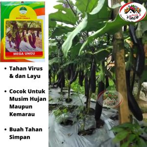 Benih Bibit Terong Ungu Tahan Layu MEGA UNGU F1 400 Biji Cap Kujang
