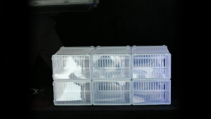 MISN (12PCS) Shoe Box Storage Stackable Shoe Box Transparent Shoe Storage Box Foldable Drawer Case