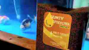 Pelet Koi Growth Spirulina Another 1KG Refill Maggot Oil n Bawang Putih