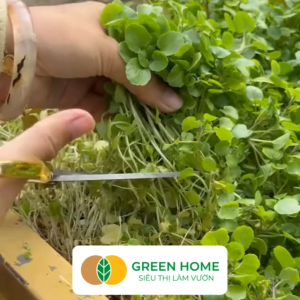 Hạt Giống Rau Xà Lách Xoong Greenhome Gói 1g~1500 hạt Dễ Trồng Quanh Năm Độ Nảy Mầm Cao Thu Hoạch Nhanh Năng Suất Cao R01