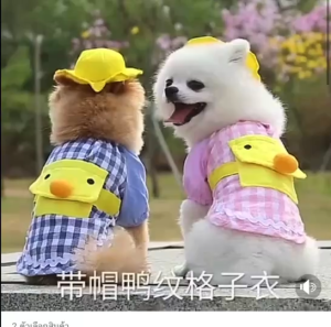 ชุดเป็ดน้อย เสื้อผ้าสัตว์เลี้ยง เสื้อผ้าแมว เสื้อผ้าสุนัข ครบเซ็ท
