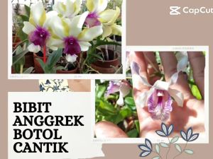 Tanaman Hias Seedling Bibit Anggrek Bulan Taiwan Dendro Keriting Bulat Cattleya 400 ID
