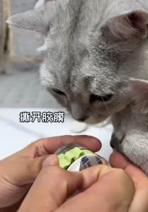 Catnip Ball for Cats | Bola Catnip Kucing | 猫咪薄荷球自嗨逗猫神器宠物用品舔舔乐逗猫棒耐咬猫咪玩具