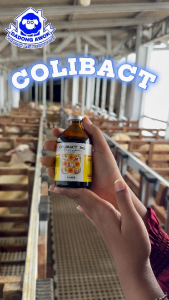 COLIBACT injeksi 100 ml Obat DIARE BATUK PILEK Antibiotik SAPI KAMBING DOMBA BABI ANJING KUCING DLL