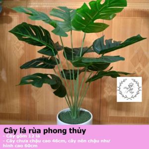 Cây lá rùa phong thủy 12 lá