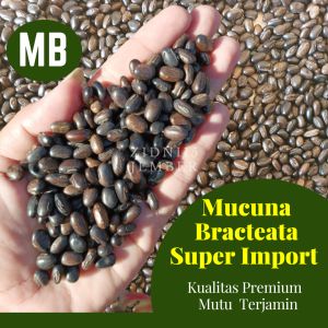 100 Gram Biji Benih Kacangan MB IMPOR / LCC Mucuna Bracteata Impor/MB Impor/Tanaman Penutup Tanah