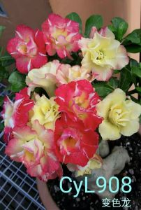 Adenium Kemboja Bonsai ID:908/变色龙/富贵花
