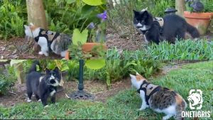 OneTigris เสื้อรัดอกแมว CLAW ENFORCEMENT Tactical Cat Harness ชุดแมวพร้อมสายจูง ชุดรัดอกแมว สายรัดอกแมว สุนัขพันธ์เล็ก สายจูงแมวแบบรัดอก สายจูงแมวแบบรัดอก ซื้อที่ไหน - Lazada