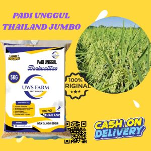 BENIH PADI THAILAND JUMBO KUALITAS PREMIUM ORIGINAL KEMASAN 5 KG