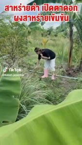 A-ORGANIC High-Quality Organic Black Seaweed Fertilizer Powder 100g - Nutrient-Rich for Garden Soil & Plant Growth