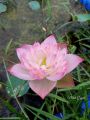 Củ sen Super Lotus. 