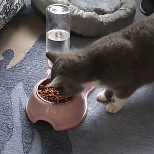 Bát ăn cho mèo chó thú cưng hai ngăn đôi có bát inox khay bình nước tự động hình tai mèo - Aeneas Shop