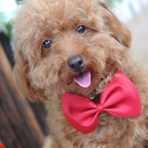Pet Dog Bow Ties Cat Bow Ties Collar Adjustable Cat Bow Ties Dog Bowtie