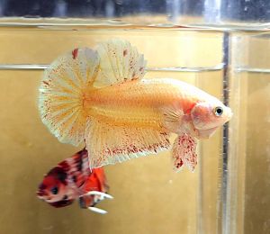 Gold Vanda.Halfmoon Plakat HMPK Betta Fish / Ikan Laga/ 斗鱼 / Live Fish ❗️Fish same as order❗️Not random pick❗️31