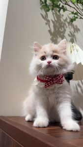 Kalung collar lonceng kucing anjing premium lucu cute Scarf syal collar hewan peliharaan