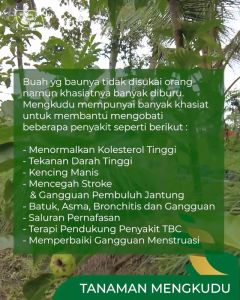 Kapsul mengkudu atasi kecing manis dan darah tinggi isi 60 kapsul Herbal Indo Utama