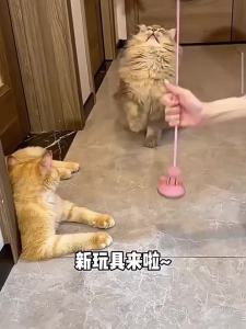 hipidog | Self-Amusement Cat Teaser Toy Suction Cup