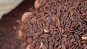 Aruvatham Kuruvai Traditional red rice 500g