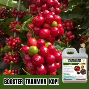Pupuk Organik Kopi 1 Liter Agar Berbuah Lebat Dan Mengurangi Kerontokan Booster Cair