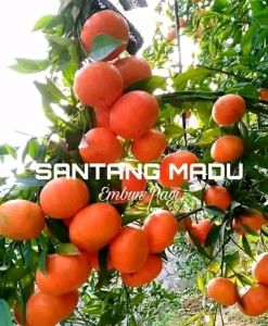 Selamat Datang Ditoko Kami BIBIT JERUK SANTANG MADU sudah BERBUAH Jeruk Paling Laku Di Pasaran . Cocok sekali untuk kalian pencinta Jeruk Santang Tanam dan Nikmati Buahnya dari Rumah Anda. KEUNIKAN JERUK SANTANG MADU :Tanaman yang subur & berbuah lebat