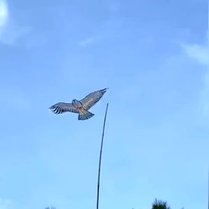 ว่าวนกอินทรีย์ ว่าวพิมพ์ลาย ว่าวรูปนกอินทรี ว่าวไล่นก ว่าวไล่ศัตรูพืชขนาดเล็ก ยาว110cm ว่าวไล่สัตว์ ว่าวนกอินทรีย์ใช้ไล่นกได้ SP96