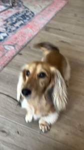 BECO Dog Toy Seagull  Floats Squeaks Eco Friendly