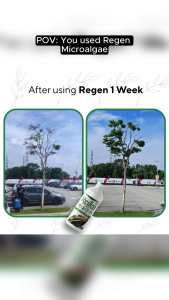 Atoz Regen Chlorella Algae Water - Natural & Organic Soil Booster and Plant Growth Support (1L) | Ready to Use | Revives Tired Soil | Boosts Roots & Microbes | Improves Moisture Retention | Safe for Vegetables Herbs Fruit Trees Flowers & Potted Plants