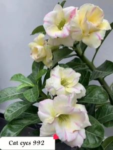 Adenium kemboja bonsai ID:992/富贵花