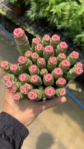 ต้นหนอนสปริง กุหลาบหินหนอนสปริง ไม้อวบน้ำ babys necklace plant crassula rupestris marnieriana