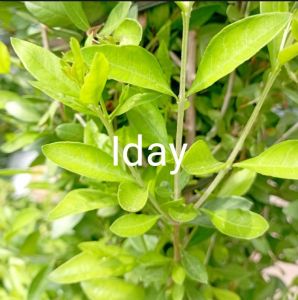 daun hena segar / daun hena arab/ daun pacar termurah