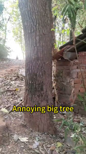 【Limited time sale】buy 1 free 1 kill grass herbicide 1000g Contains Super Effective Chemical Hexazinone Root Removal tree killer chemical chemical demolition herbicide grass killer Tree powder