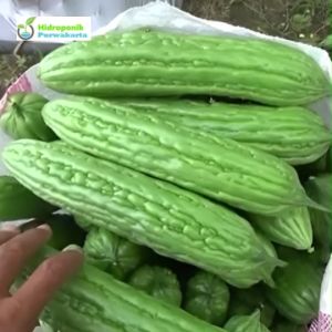 Benih Paria Hibrida YUNAN F1 Geligir Halus 10 Gram Cap Bintang Asia