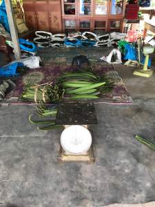 พิเศษ !! เมล็ด ฝักเพกา ฝักลิ้นฟ้า ฝักอีกา หมากลิ้นฟ้า สดใหม่จากสวน ปลอดสารพิษ รับประกันคุณภาพ