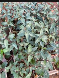 Bầu Cây Bọ Mắm / Cây Thuốc Dòi Bầu từ 3 cây trở lên