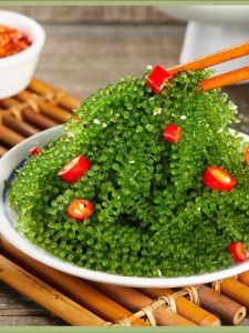 Kaviar hijau Anggur laut kelp sushi segera anggur laut wakame sayur-sayuran rumpai laut海葡萄100g新鲜开袋即食凉拌菜