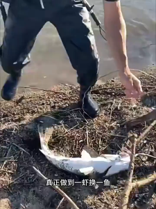 5/10Pcs Luminous Bait Fixed Holder Set Stainless No Unhooking Luminous Live Shrimp Hooks Durable Fishing Hooks