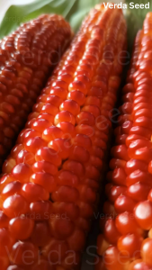 【15 Ornamental Red Corn Seeds】 | Corn seeds | Gardening Seeds | Perfect for Garden & Display