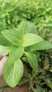 Cây giống rau xá xị