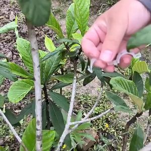 100Pcs Plant Support Clips Tomato Trellis Clips Reusable Garden Vine Fixing Clip For Climbing Plants