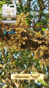 บลูม ผลิตภัณฑ์เสริมอาหารพืช เปิดตาดอก