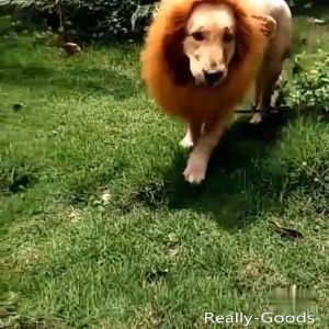 วิกผมสุนัข ทรงแผงคอสิงโต สำหรับสุนัขพันธุ์ใหญ่ สีน้ำตาล จำนวน 1 ชิ้น